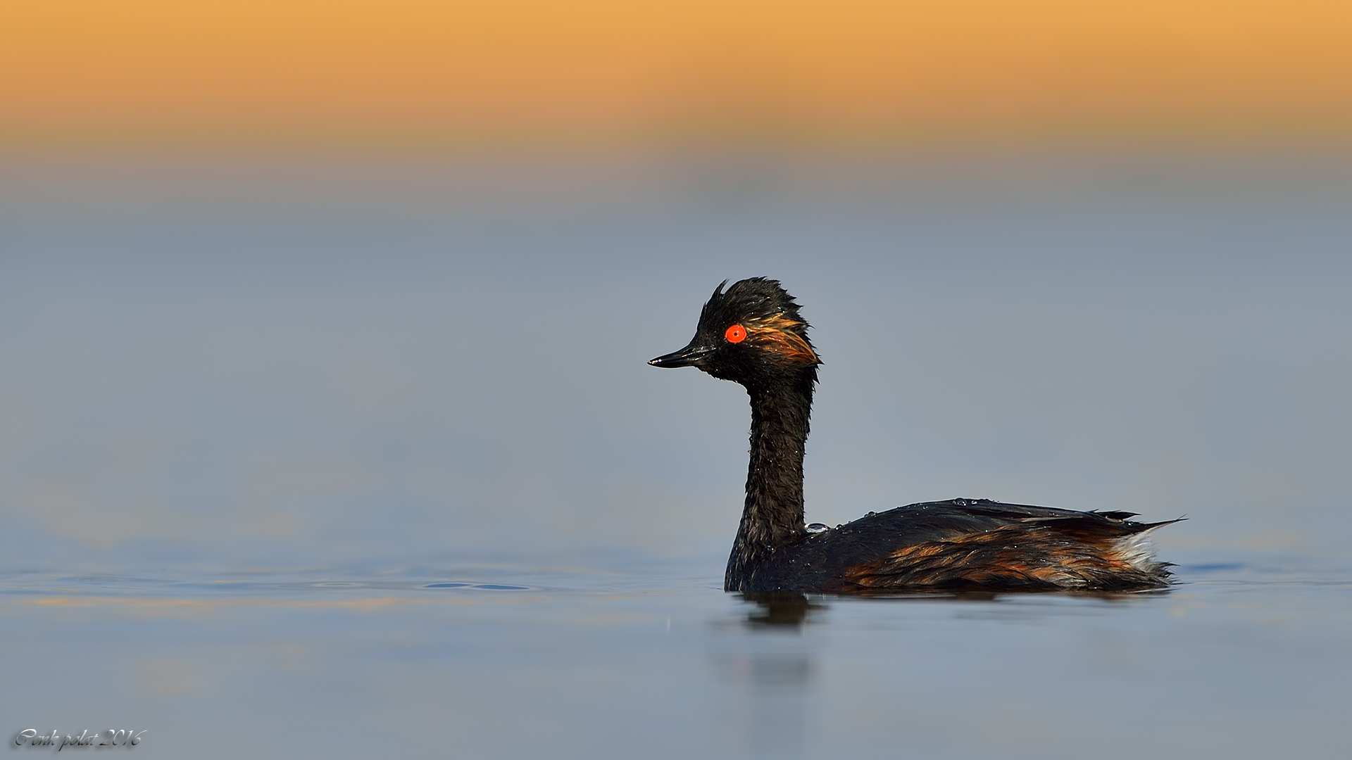 Eared Grebe